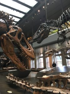 t-rex family at the Natural History Museum