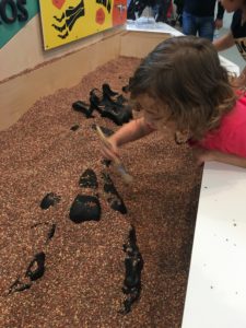 digging for fossils at the Natural History Museum