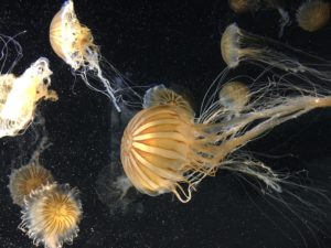 Jellyfish at Long Beach Aquarium of the Pacific World Ocean Day