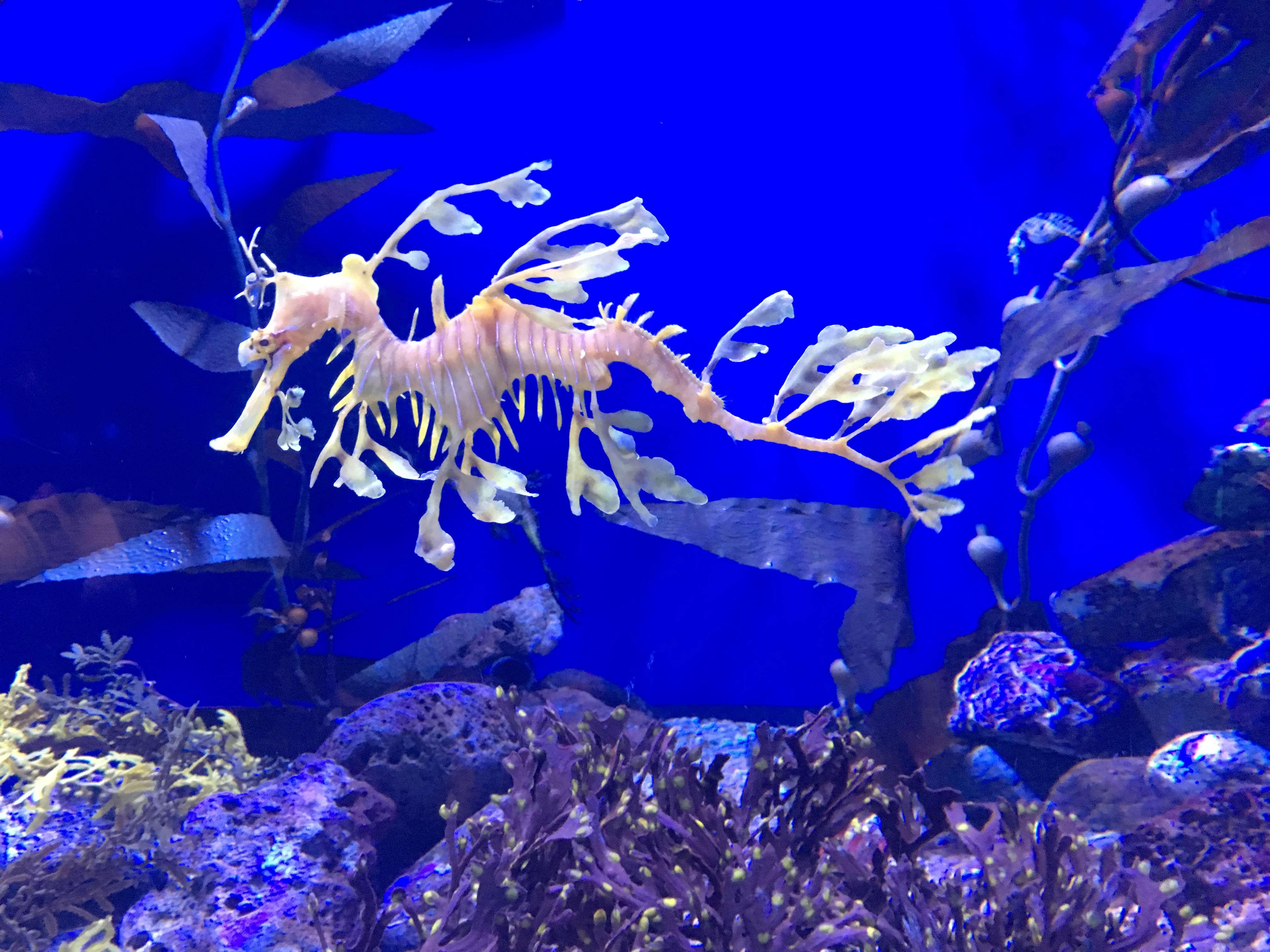 Sea dragon at Long Beach Aquarium of the Pacific World Ocean Day