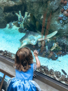Sea turtle at Long Beach Aquarium Of The Pacific World Ocean Day