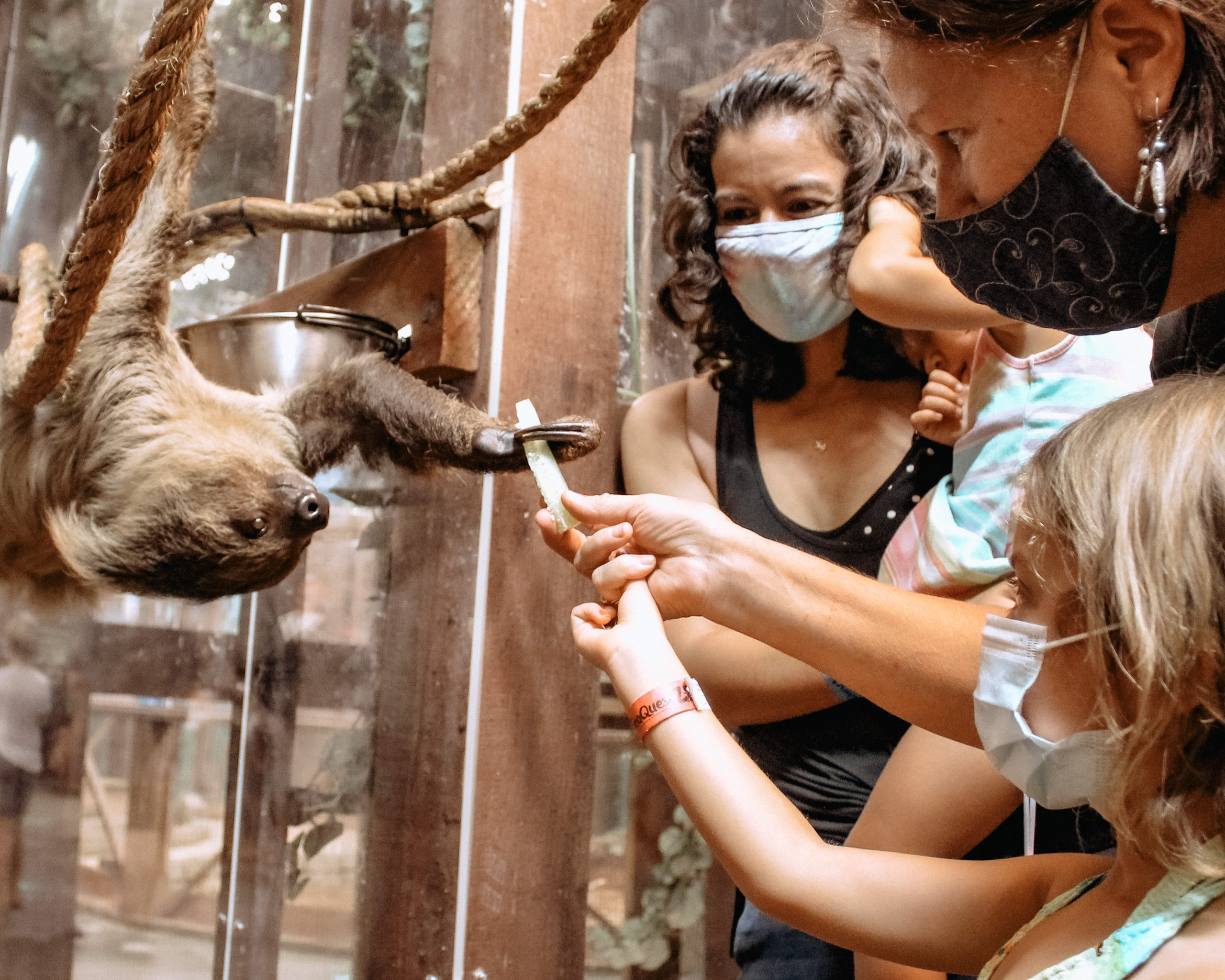 Family feeds a baby sloth at SeaQest Folsom